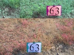11588063-Bushland-Succulant-a.jpg