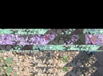 11687vp-083-Irrigated (Surface water) cotton-b.jpg