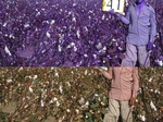 11524041-Irrigated (Surface water) cotton-a.jpg
