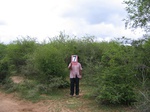 1171607-shrubland-degaradeda.jpg