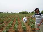12376008a-rainfed-mixed-crop-cotton-dominant-sorgam-fallows.gif