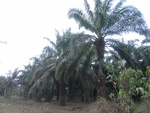27775RIMG0056.JPG