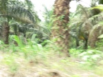 50712CIMG1341.JPG