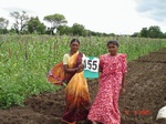 69340155a-irrigated-supplemental-groundwater-millet-dominant-maize.jpg
