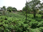 50870CIMG0570.JPG