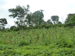 25950P1020369.JPG