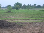 34616RIMG0083.JPG