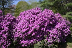 208IMG_4104.JPG