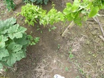 20767P1020625.JPG