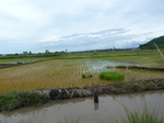 55087Berau (405).JPG