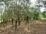 52991CIMG4050_调整大小.JPG