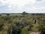 12209GT033_Savannah_Fallow.JPG