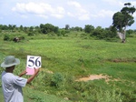 1053056-cropland-irrigated-rice-a.gif