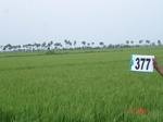 133450377a-irrigated-canal-rice.gif