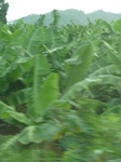 24473Colima 167.jpg
