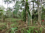 46015CIMG0304.JPG