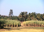 56294CIMG7039.JPG