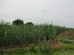 33189CIMG2427.JPG