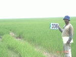 75120336a-irrigated-canal-rice.jpg