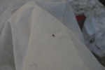 270IMG_4166.JPG