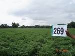 129630269a-irrigated-supplemental-groundwater-openwell-mixed-crop-chilli-dominant-cotton-maize.gif