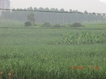 33173CIMG2410.JPG