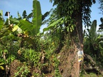 15389IMG_4238.JPG