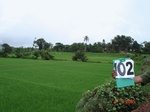 123900102b-irrigated-canal-largearea-rice-singlecrop.gif