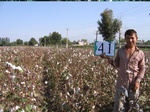 11525041-Irrigated (Surface water) cotton-b.jpg