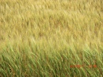 29627CIMG0896.JPG