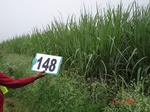 69120148b-irrigated-canal-sugarcane.jpg