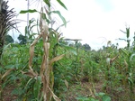 20062P1010913.JPG