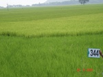 75370344a-irrigated-canal-rice.jpg