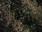 10378vp-067-Irrigated (Surface water) cotton-a.jpg