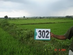 130820302a-irrigated-canal-rice.gif