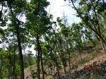 53269CIMG6522.JPG