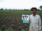 126460177c-rainfed-agriculutre-cotton.gif