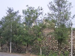 478R0015024.jpg
