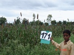 126270171b-rainfed-agricultre-doublecrop-millet-doublecrop-wheat.gif
