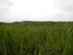 54411DSCN1691.JPG