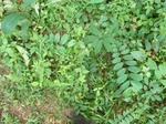 20080P1010931.JPG