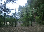 55692CIMG2467.JPG