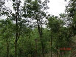 53398CIMG6709.JPG