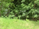 50518CIMG1147.JPG