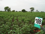 126850188a-rainfed-agriculture-mixedcrop-soyabean-cotton-gram.gif