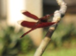 16573IMG_5360.JPG