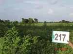 71200217c-rainfed-agriculture-soyabean.jpg