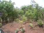 4004RIMG0308.JPG