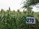 129730270c-rainfed-agriculture-mixedcrop-maize-dominant-soyabean-sorghum.gif