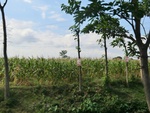 31431CIMG1295.JPG